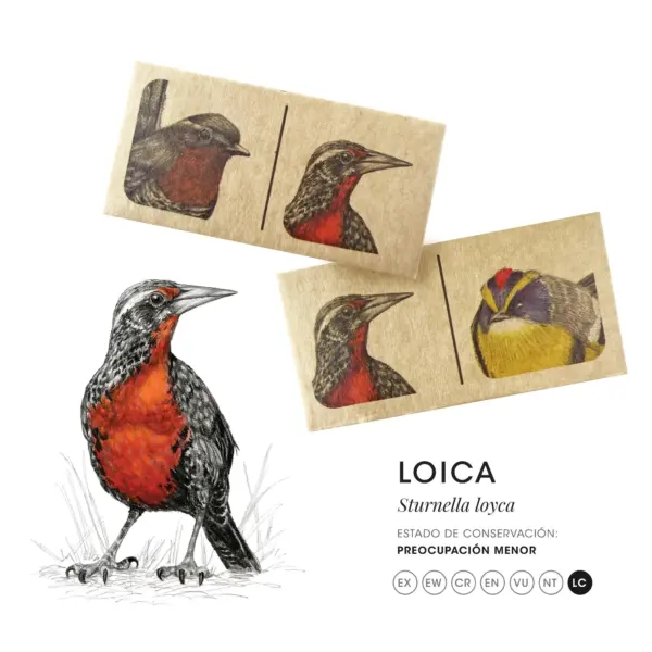 Dominó de Aves de Chile – Juego Educativo y Cultural para Niños 🐦 - Image 3